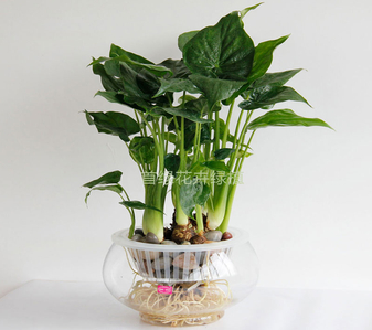 宁波海曙花木出租方案