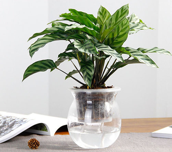 前湾盆景出租专业